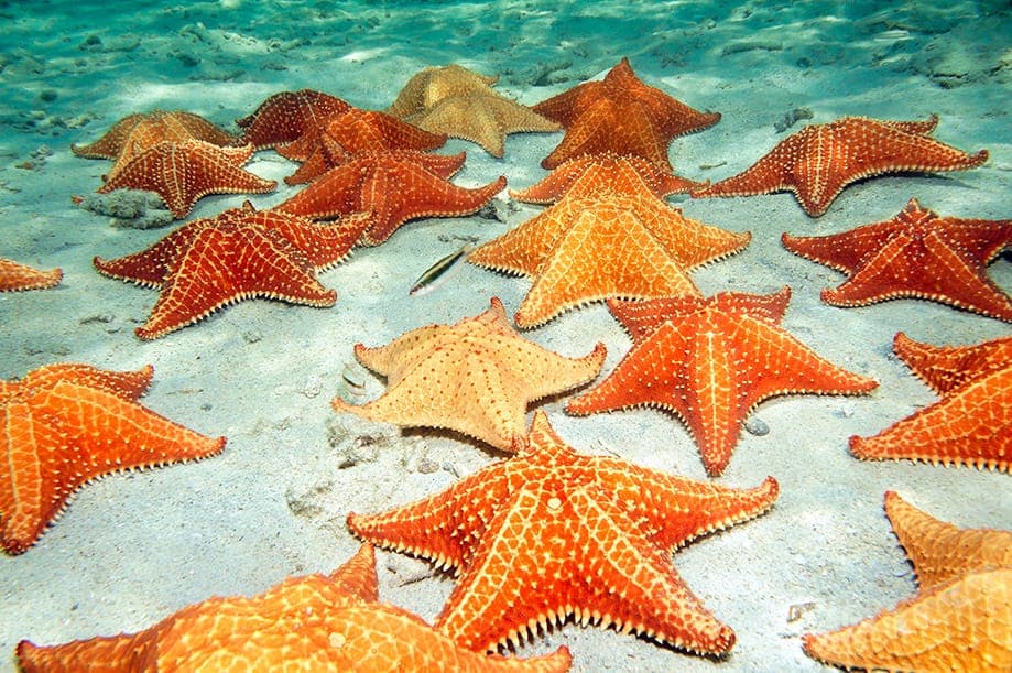 Caribbean experience in the Dominican Republic