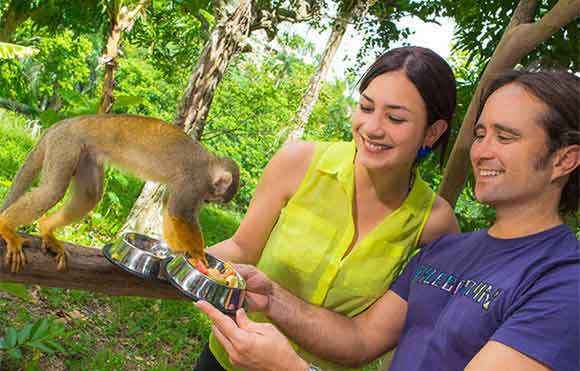 Monkey Land Safari