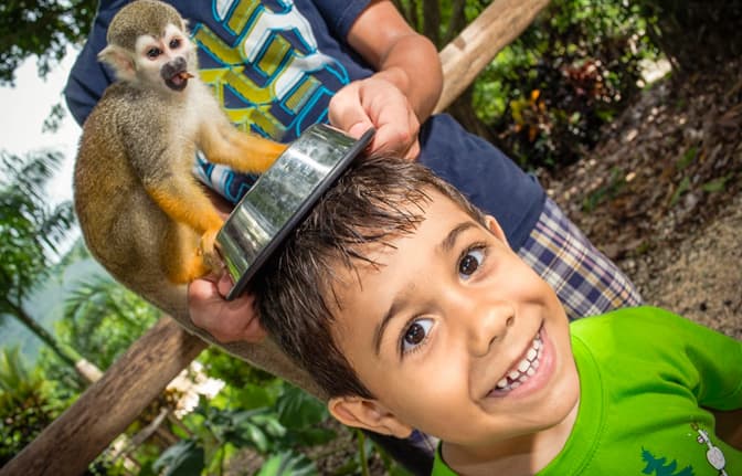 Monkey Land Safari