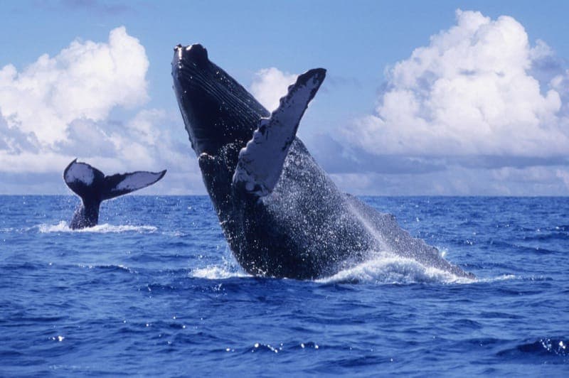 Whale Watching Samana by Fleet