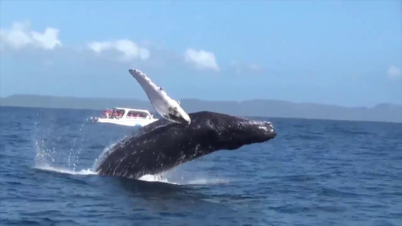 Whale Watching Samana by Fleet