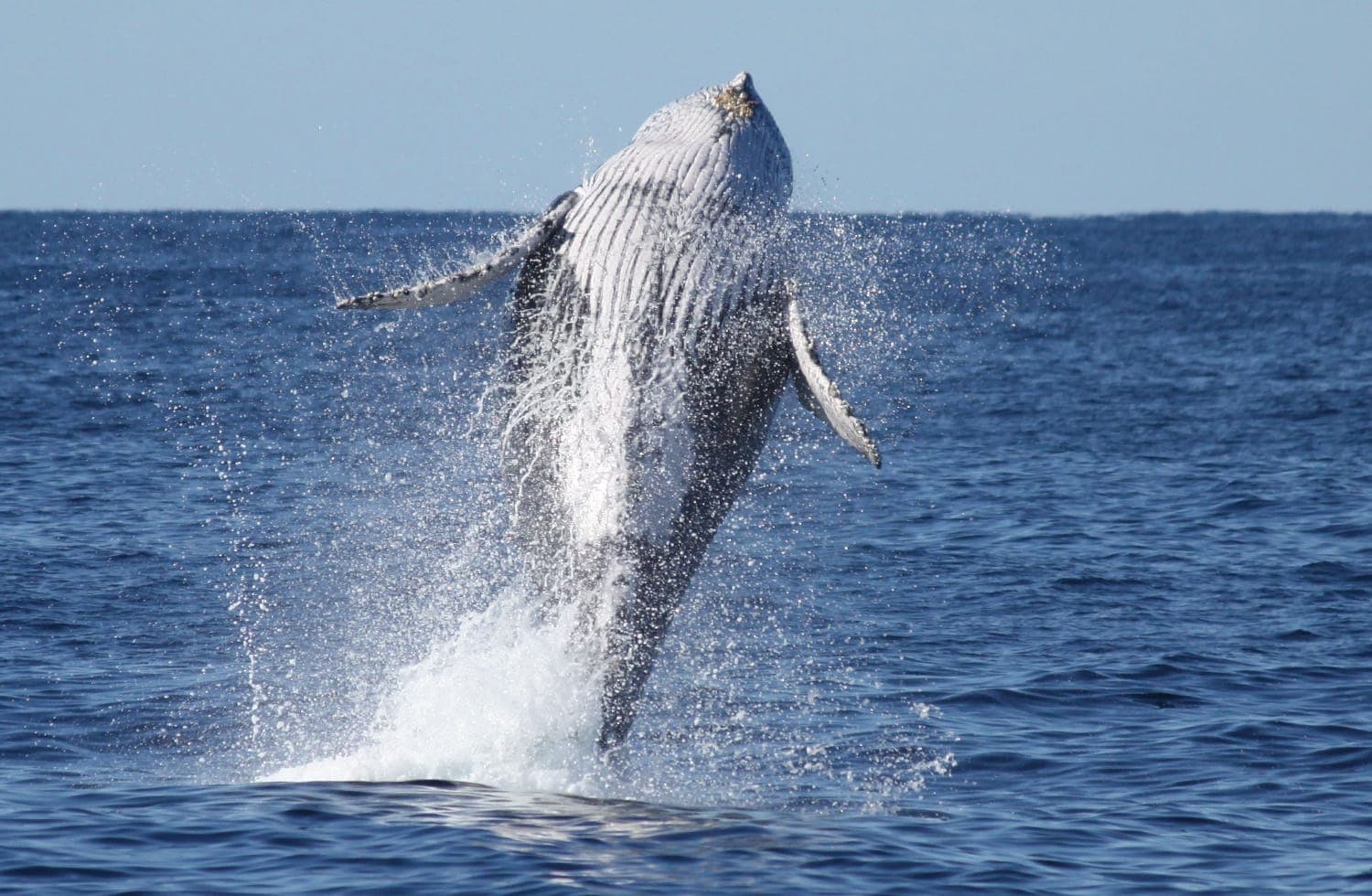 Whale Watching Samana by Fleet