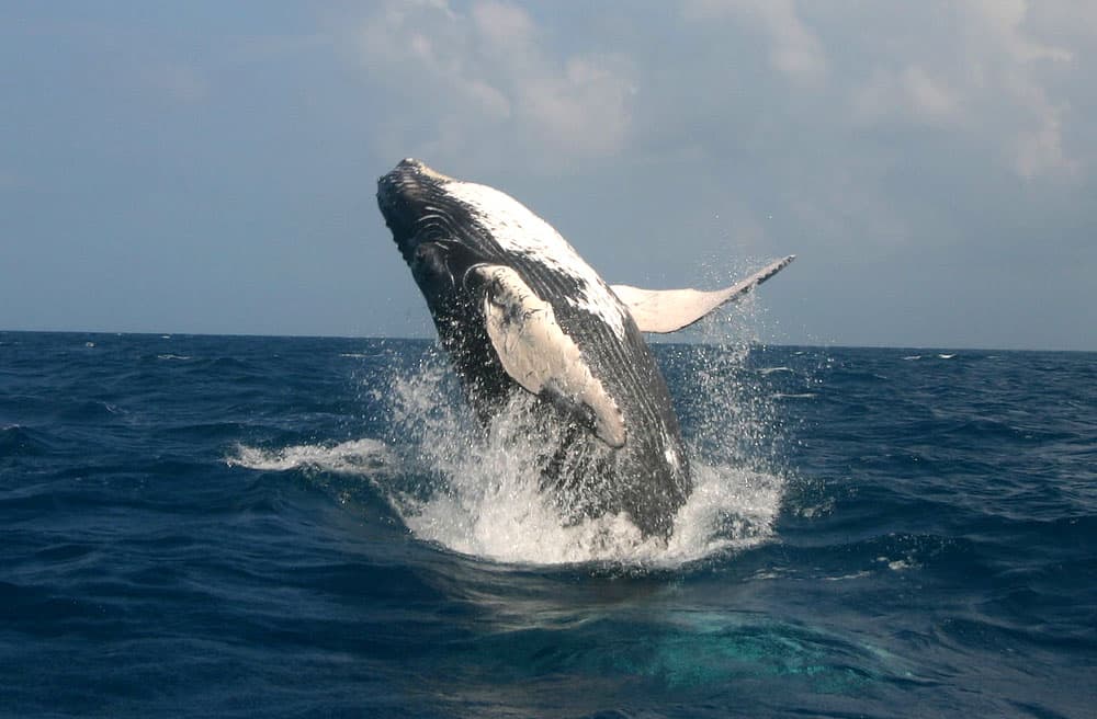 Whale Watching Samana by Fleet